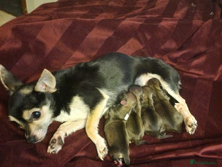 Chihuahua dogs Small chihuahuas - Advert 2