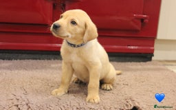 Labrador Retriever dogs for sale: Lovely Labrador Puppies ready next weekend - Image 18