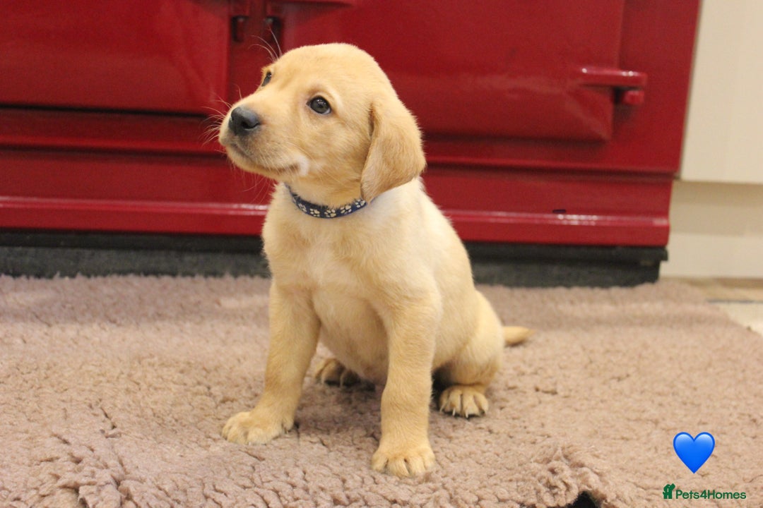 Labrador Retriever dogs for sale: Lovely Labrador Puppies ready next weekend - Image 18
