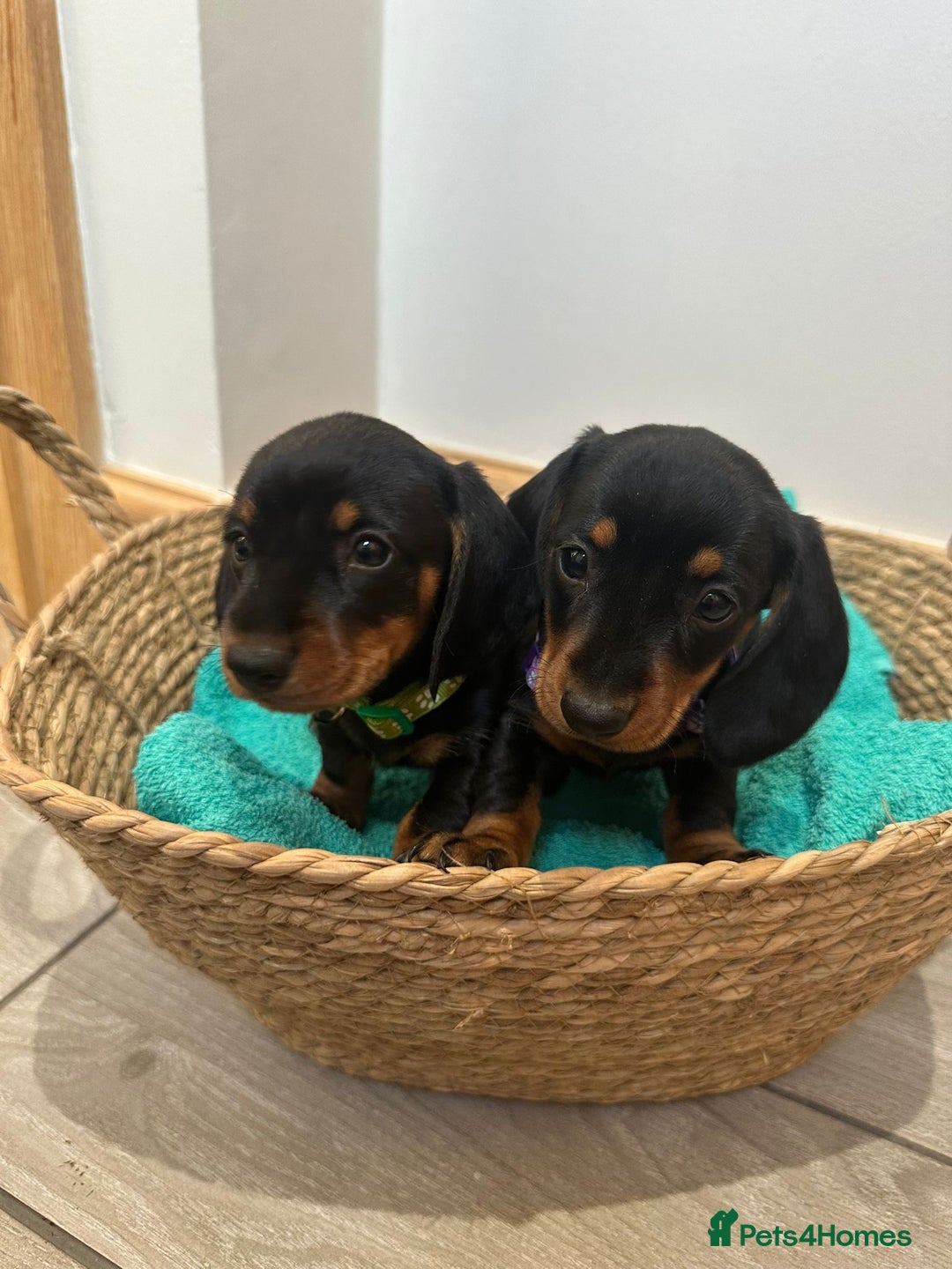 Miniature Dachshund dogs for sale: Miniature dachshund  - Image 6