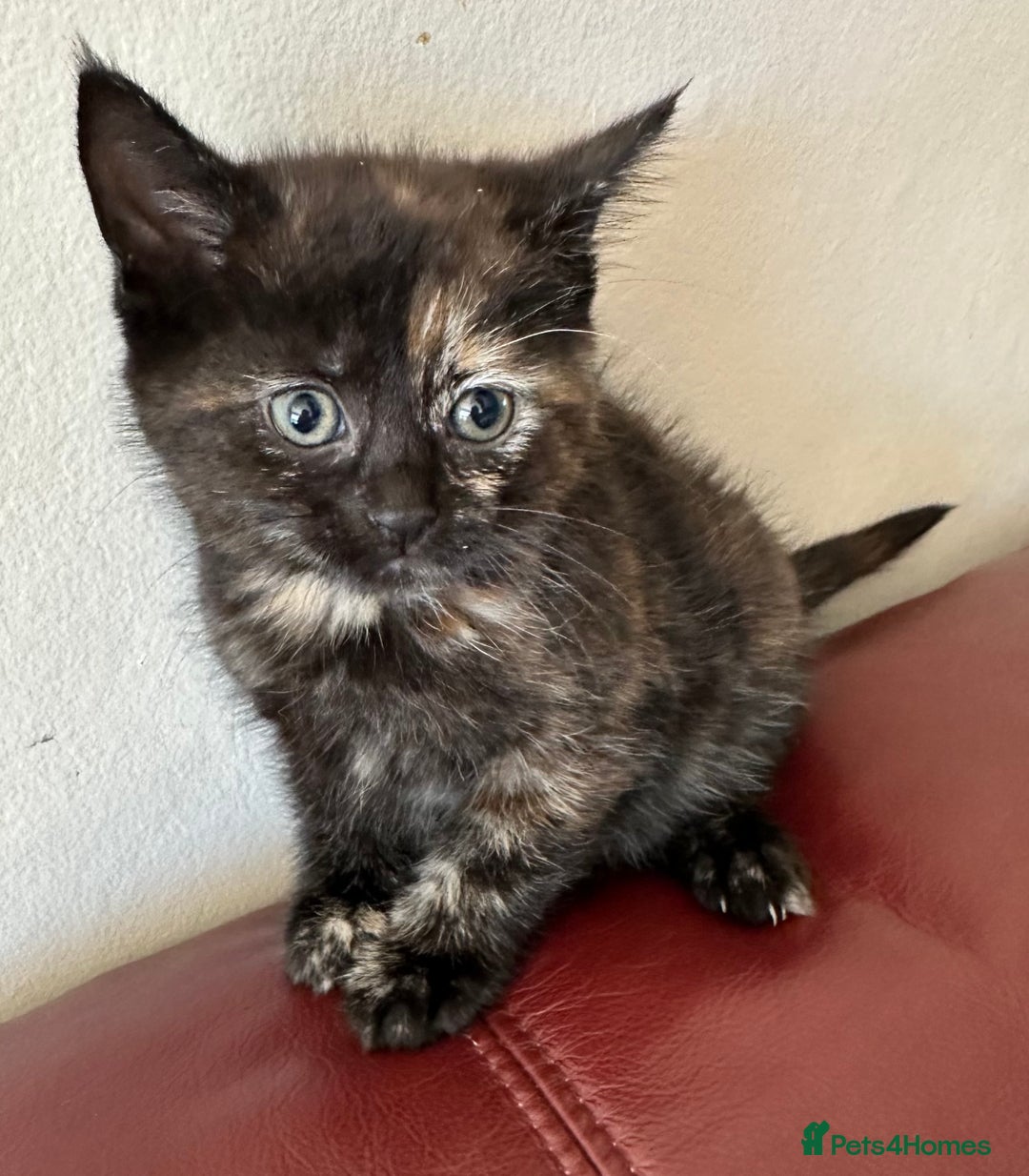 Mixed Breed cats for sale: 4 Beautiful Kittens - Maine Coon Mix - Image 8