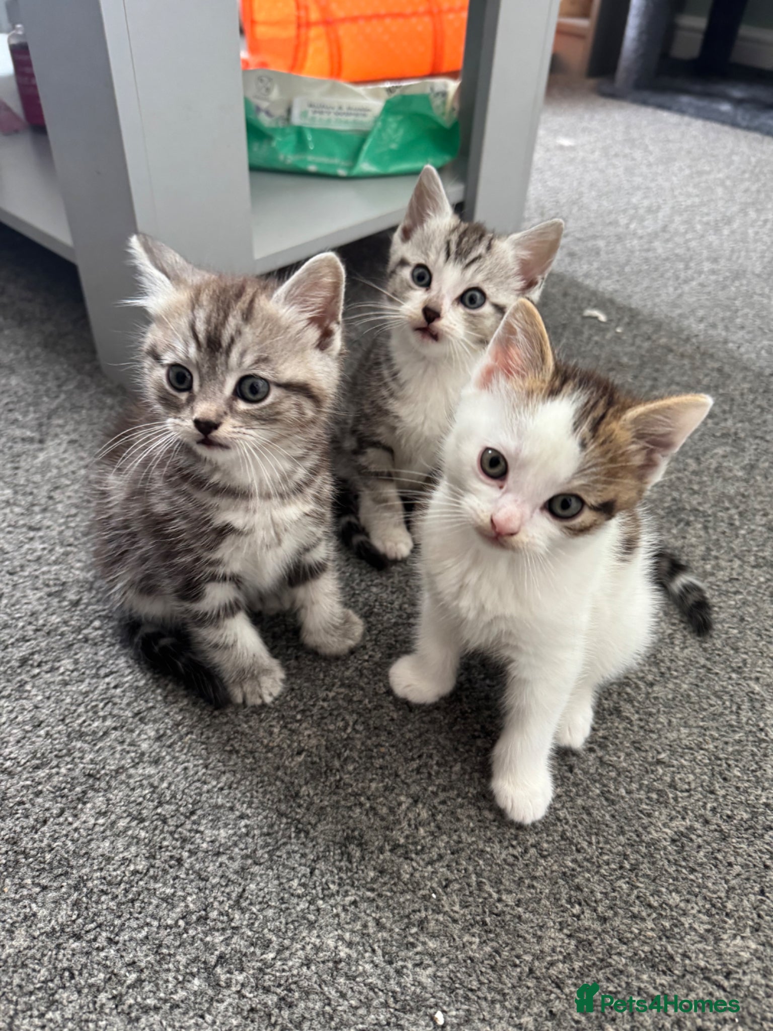 Mixed Breed cats for sale: 4 lovely kittens for sale - Advert 1