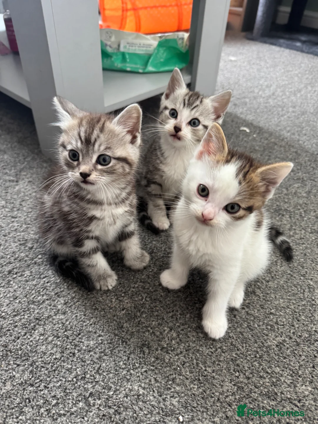 Mixed Breed cats for sale: 4 lovely kittens for sale - Advert 1