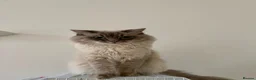 Ragdoll cats for sale: Ragdoll Kittens looking for their forever home in Woodford Green - Advert 2