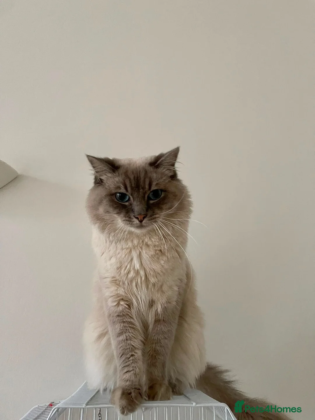 Ragdoll cats for sale: Ragdoll Kittens looking for their forever home in Woodford Green - Advert 2
