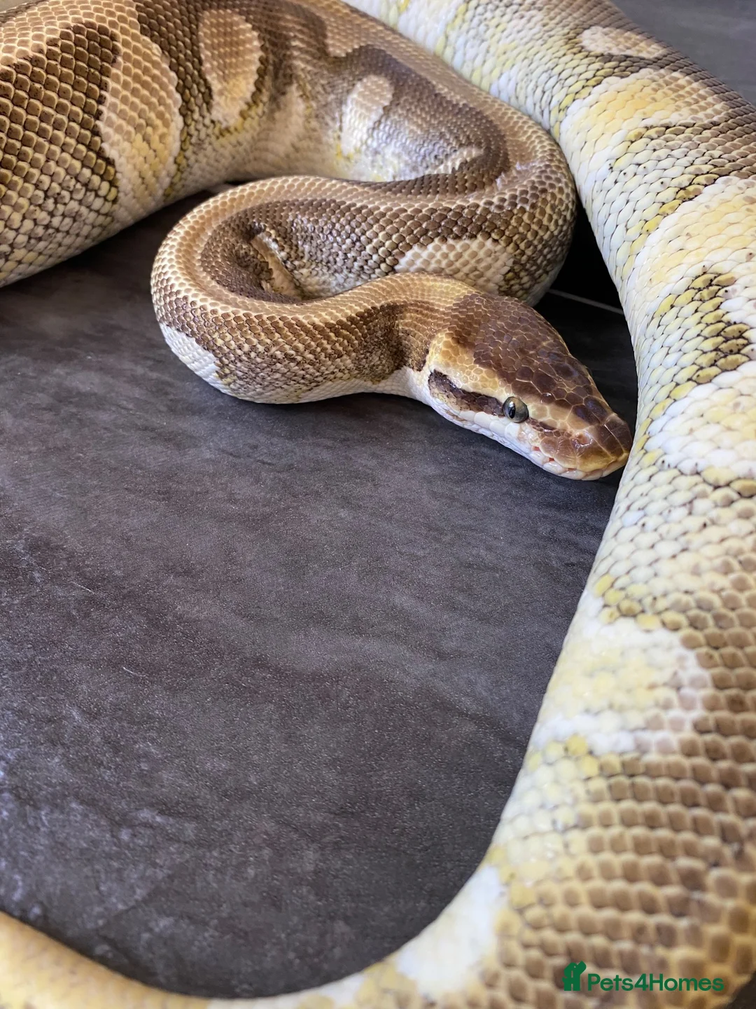 Python Snake reptiles for sale: Hatchling royal pythons. - Advert 25