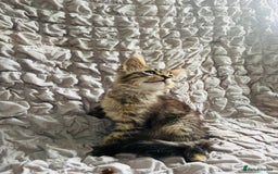 Maine Coon cats for sale: Maine coon kittens TICA registered  - Image 18