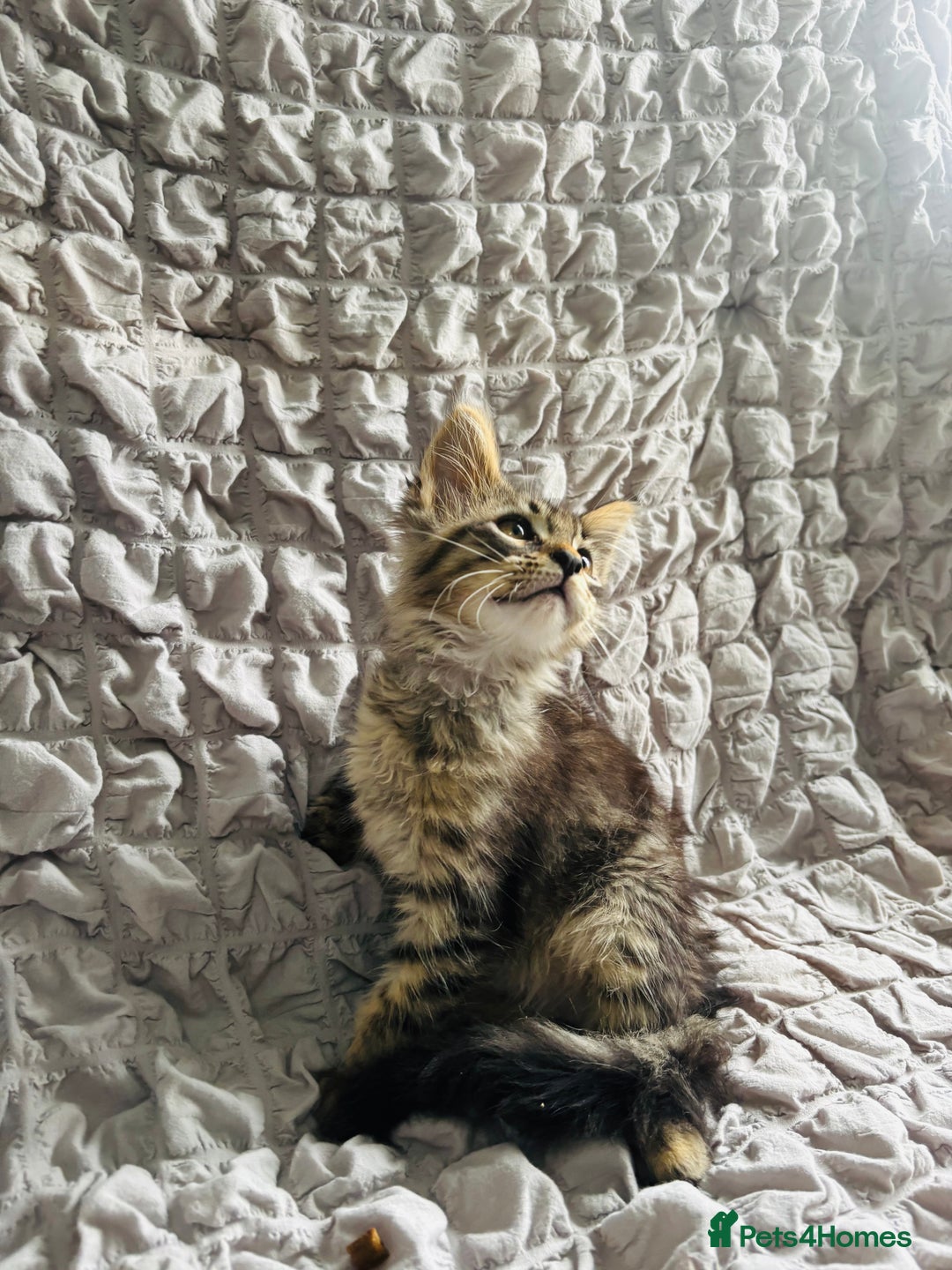 Maine Coon cats for sale: Maine coon kittens TICA registered  - Image 18