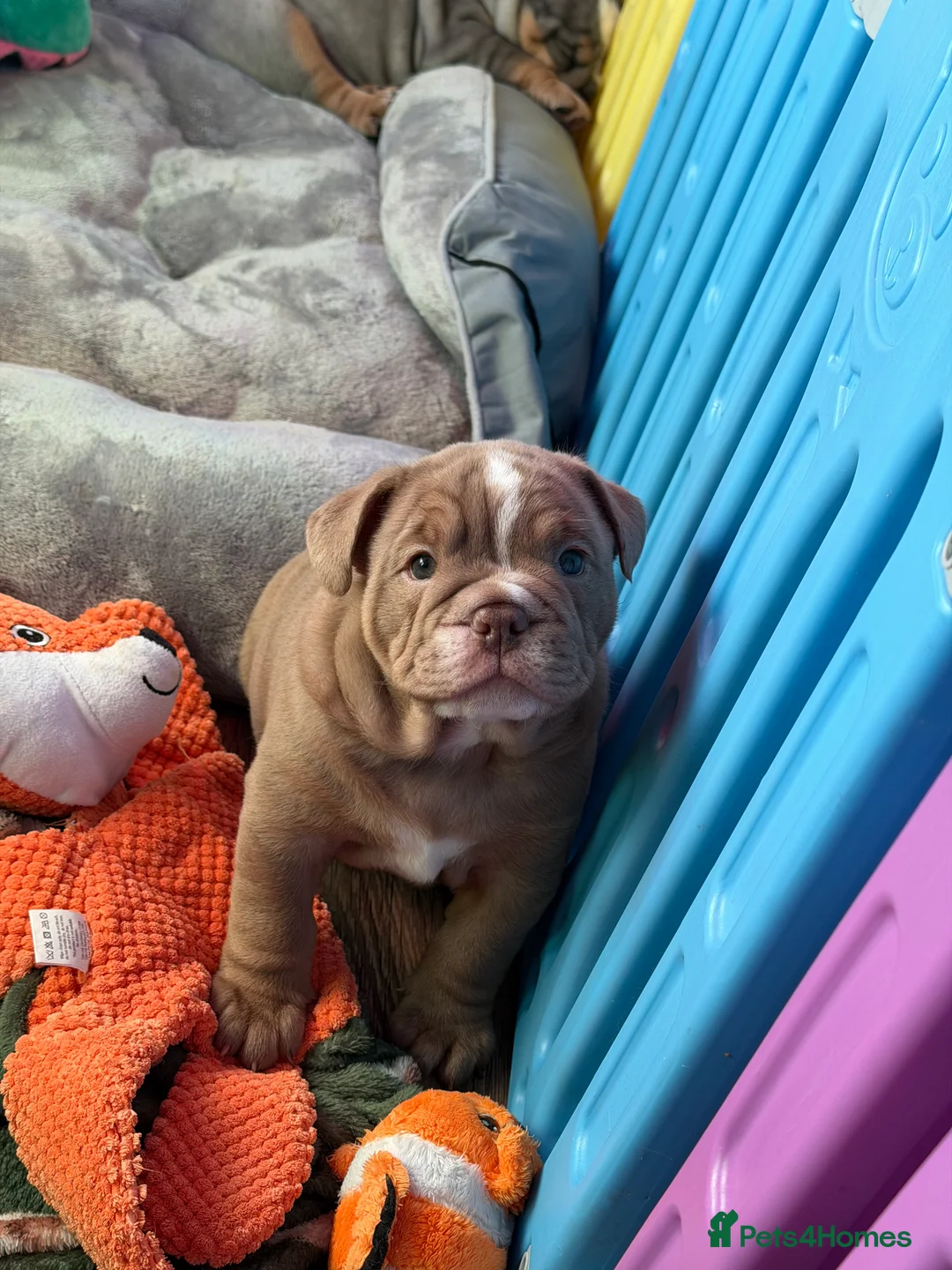 English Bulldog dogs for sale: KC registered English bulldog puppies  - Advert 13