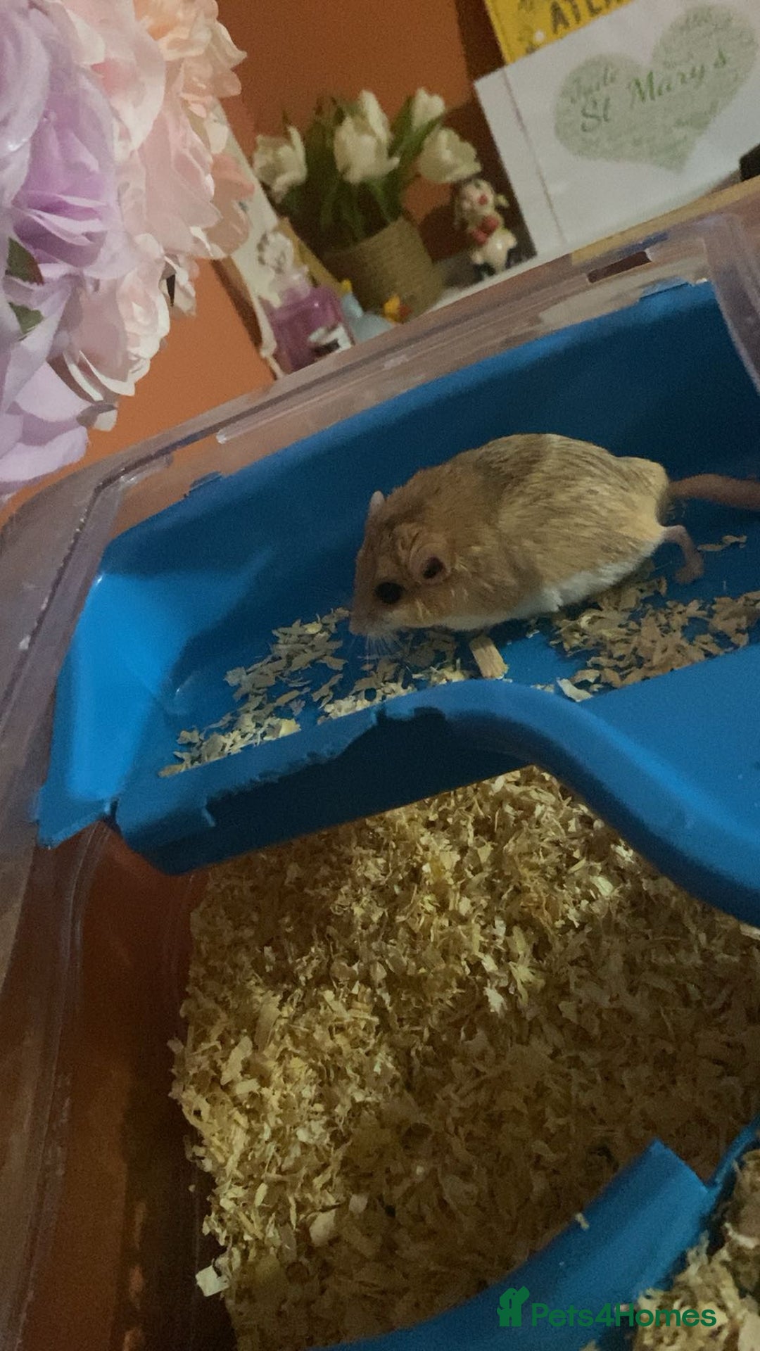 Gerbil rodents for sale: 2 beautiful fat tailed male gerbils - Image 8