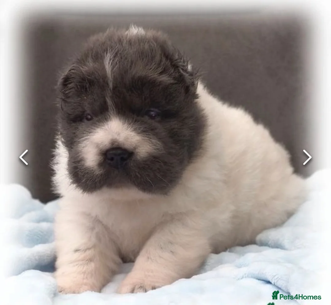 Shar Pei dogs for stud: BEST 🏆 Blue bear & chocolate & tan bear 🐻 in Hornchurch - Advert 27