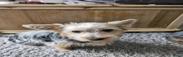 Yorkshire Terrier dogs for sale: Yorkie Pup 8 months old - Advert 8
