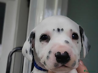 Dalmatian dogs Kc registered dalmatians - Advert 15