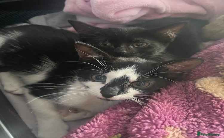 Domestic Shorthair cats - Advert 1