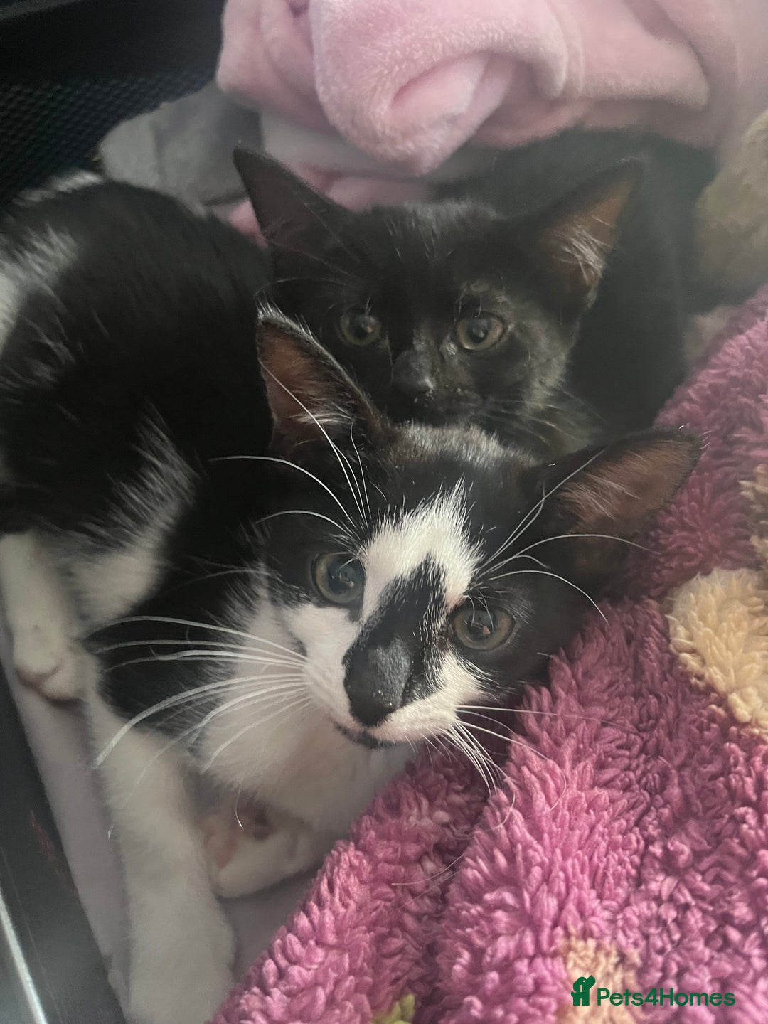 Domestic Shorthair cats for sale: 2 female kittens  - Image 1