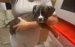 Boxer dogs for sale: Reduced Ready Now Kc Boxer Puppies - Image 34