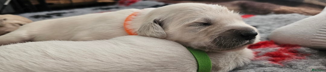 Golden Retriever Puppy 7