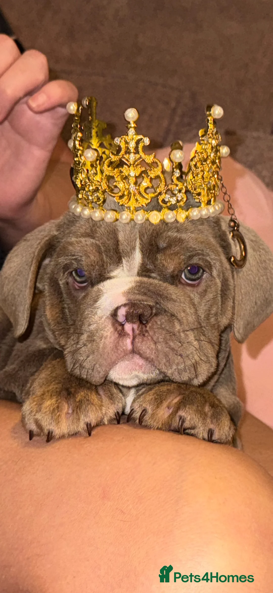 English Bulldog dogs for sale: English Bulldog pups  - Advert 2