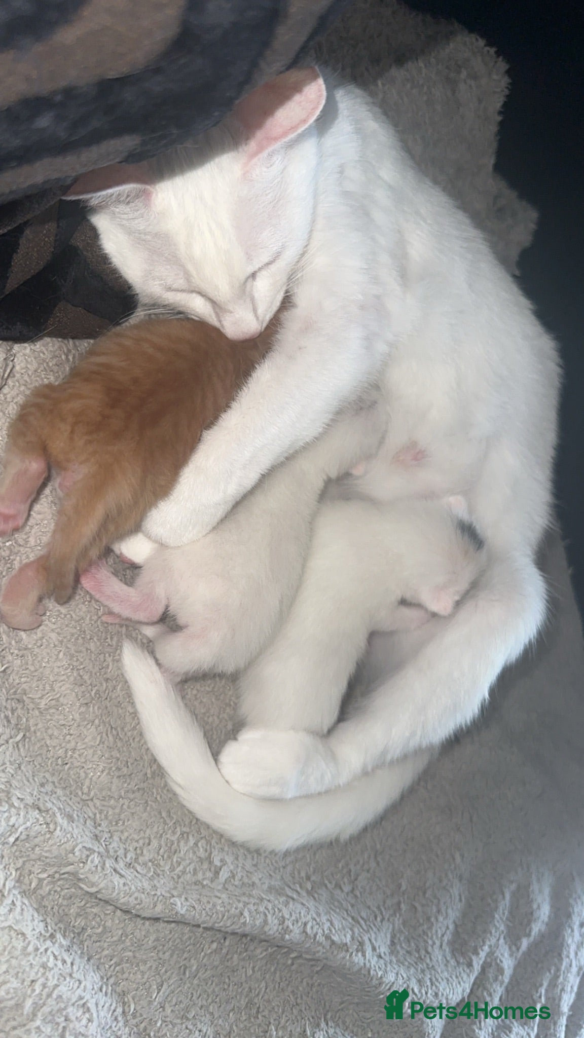 Mixed Breed cats Kittens - Advert 3