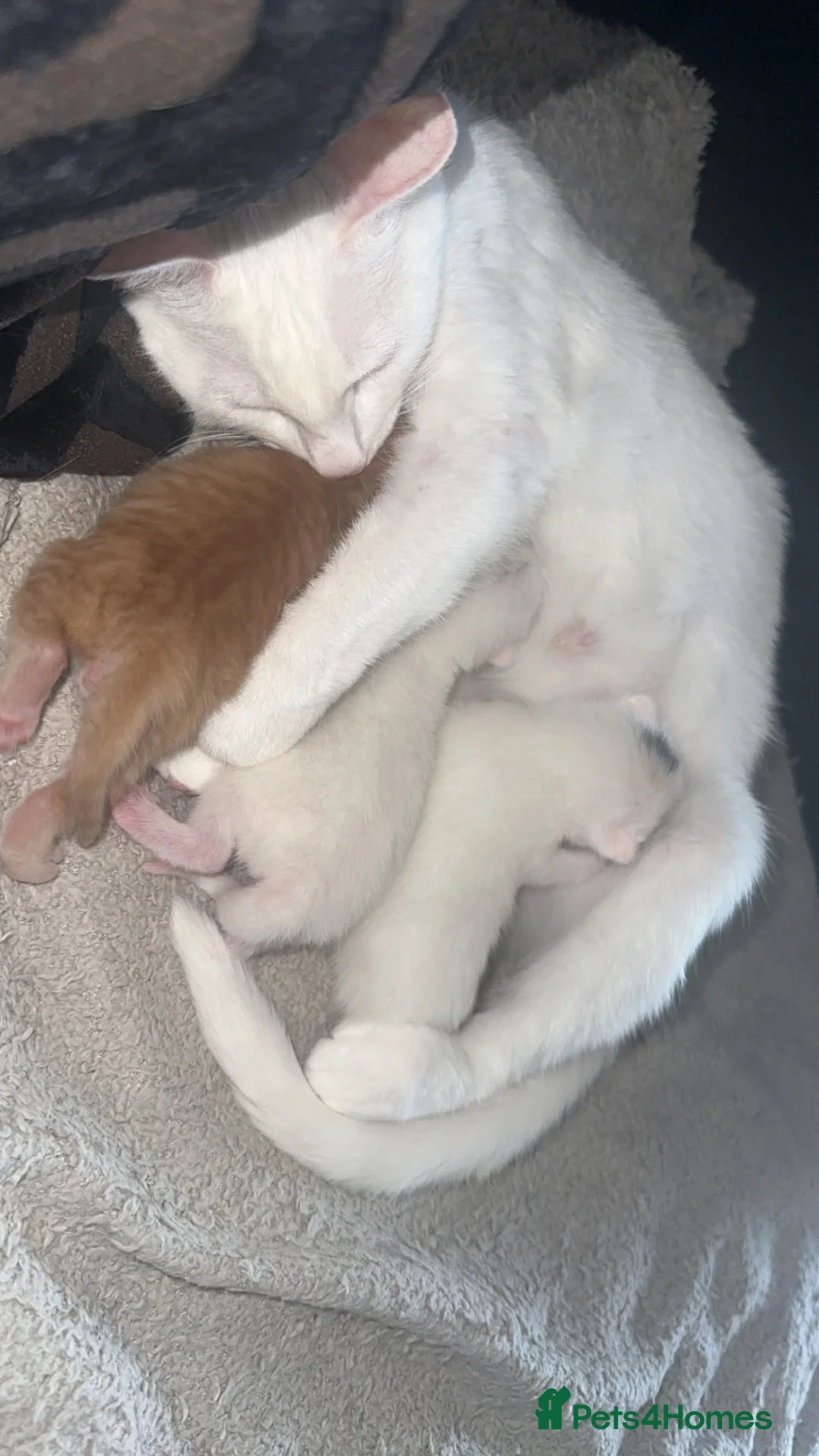 Mixed Breed cats for sale: Kittens - Advert 1