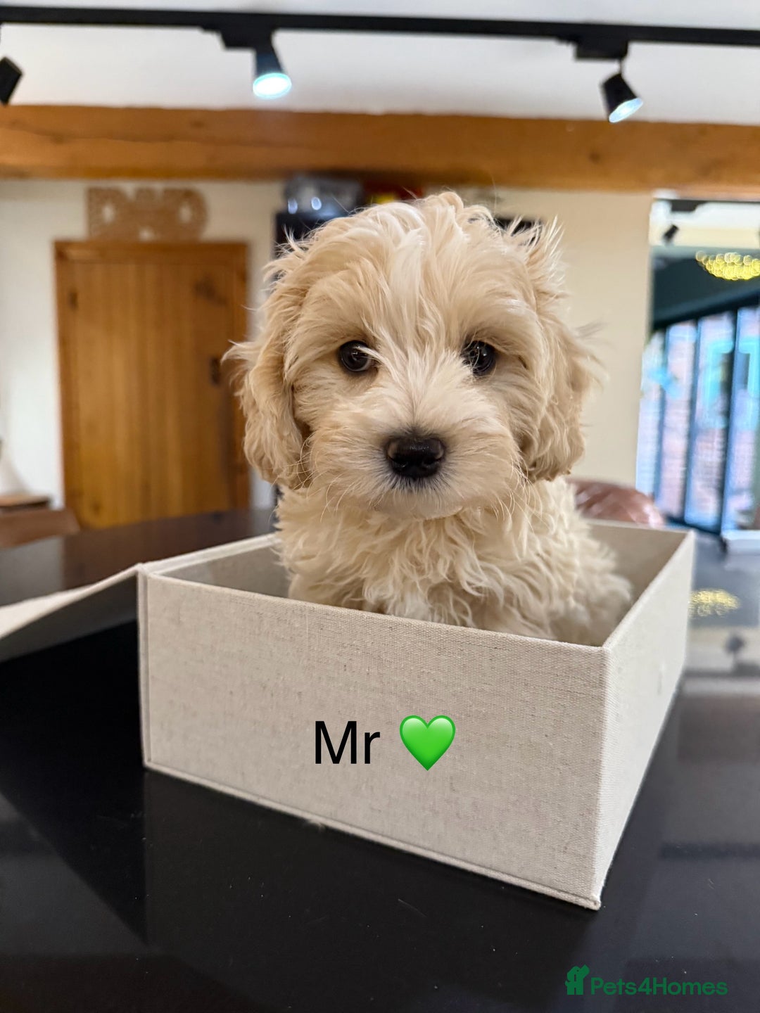 Maltipoo dogs for sale: Outstanding Maltipoo Puppies - Image 9