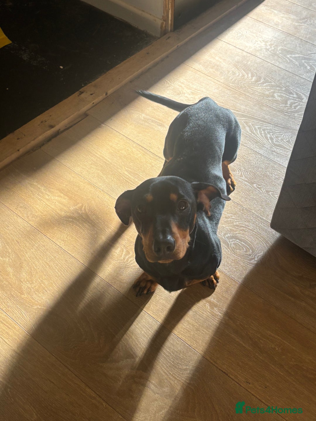 Dachshund dogs for sale: Ollie  - Image 2