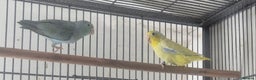 Parakeets birds for sale: Finches canarys doves parakeet  - Advert 5