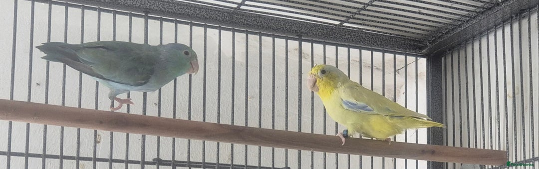 Parakeets birds for sale: Finches canarys doves parakeet  - Advert 5