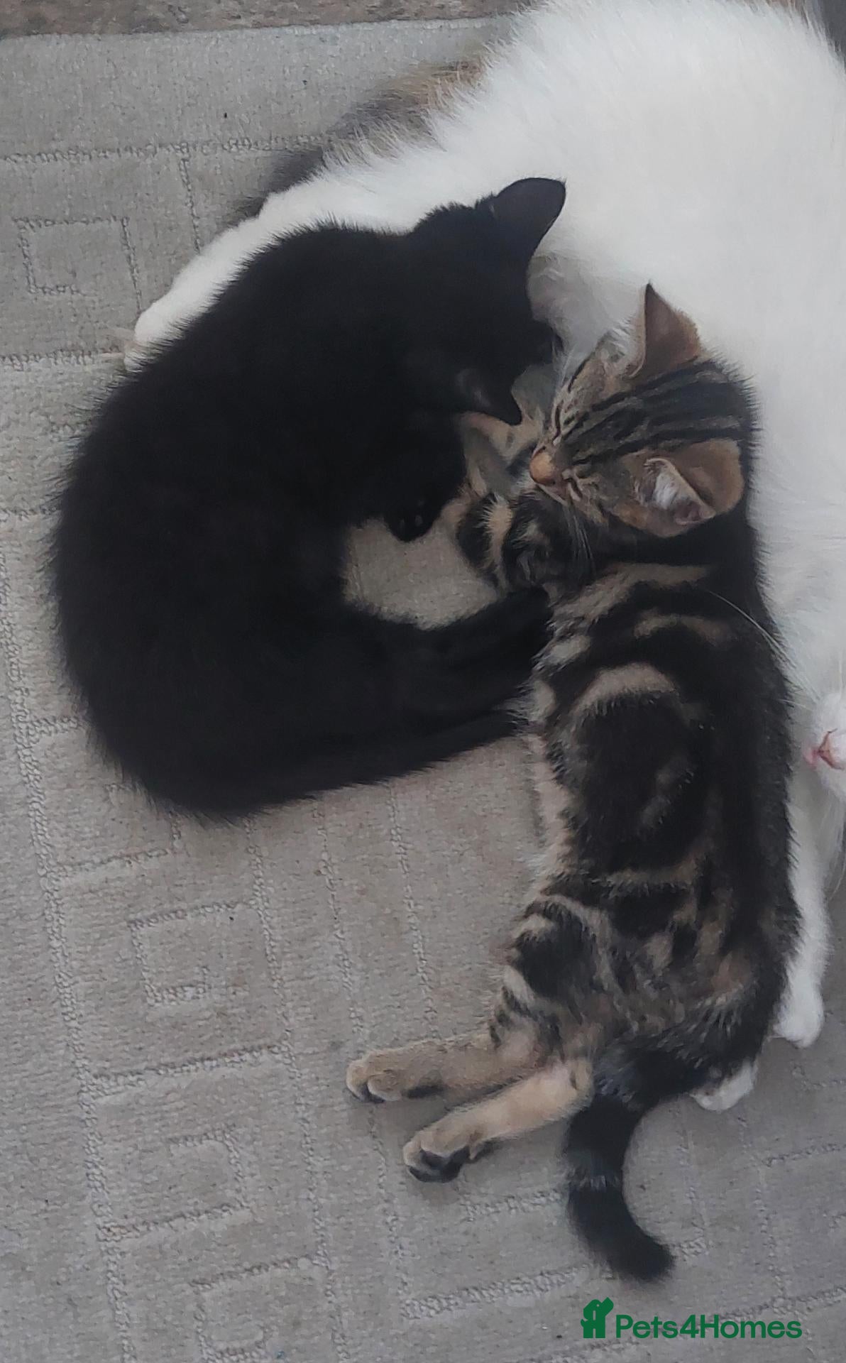 Mixed Breed cats 2 kittens girls for sale - Advert 1