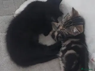 Mixed Breed cats 2 kittens girls for sale - Advert 1
