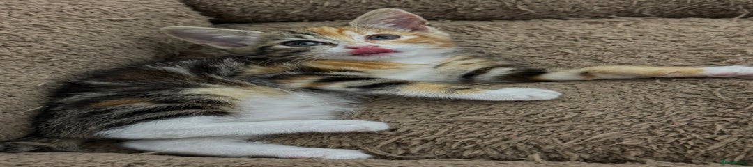 Mixed Breed Kitten 2