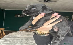 Cocker Spaniel dogs for sale: Working type Cockerspaniel pups kc registered dad  - Image 8