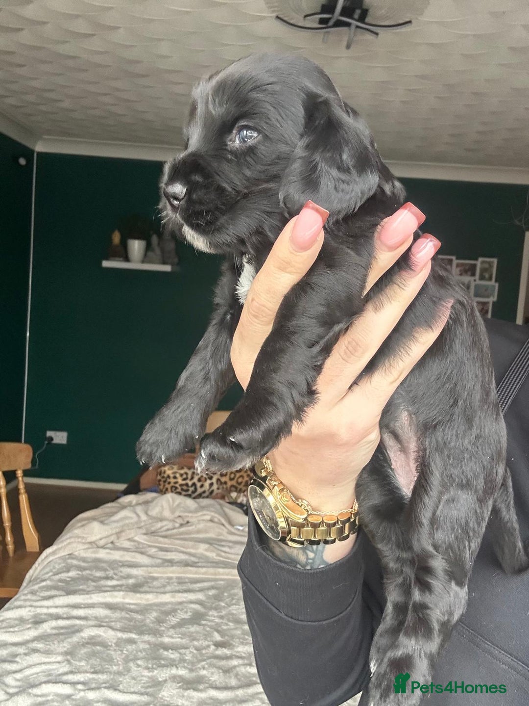 Cocker Spaniel dogs for sale: Working type Cockerspaniel pups kc registered dad  - Image 8