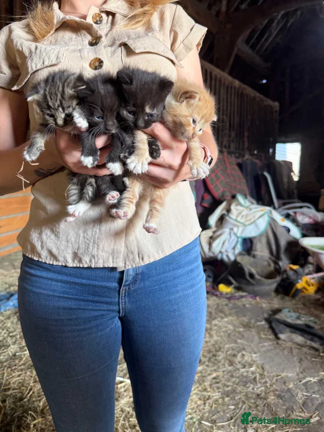 Mixed Breed cats for sale: 4 beautiful kittens  - Advert 1