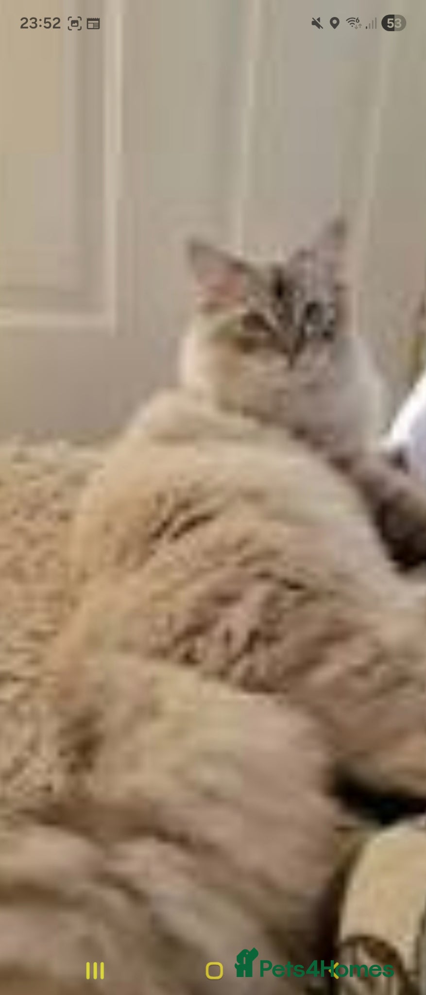 Ragdoll cats Lynx x2 £400 - Advert 1