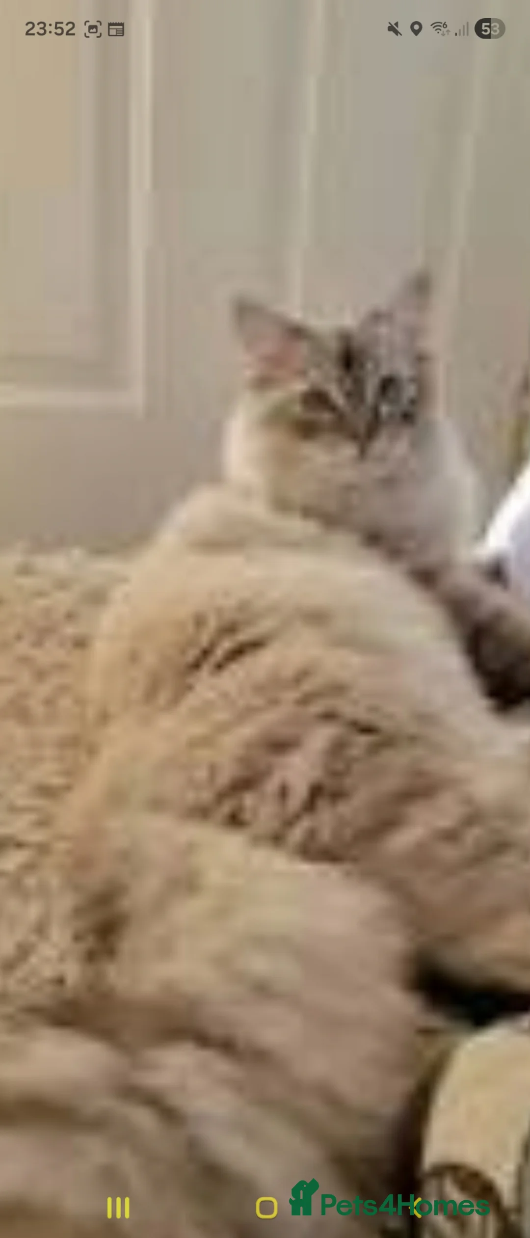 Ragdoll cats for sale: Lynx x2 £400 - Advert 1