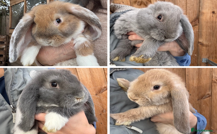 French Lop rabbits - Advert 12