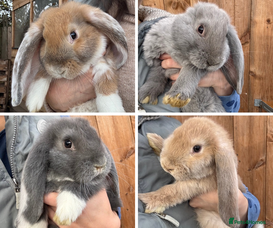 French Lop rabbits - Advert 1