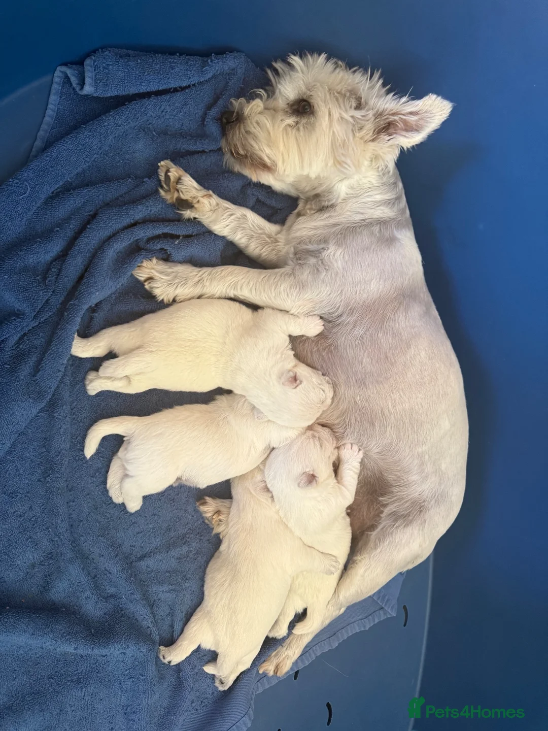 West Highland Terrier dogs for sale: KC REGISTERED BOYS AND GIRL  - Advert 6