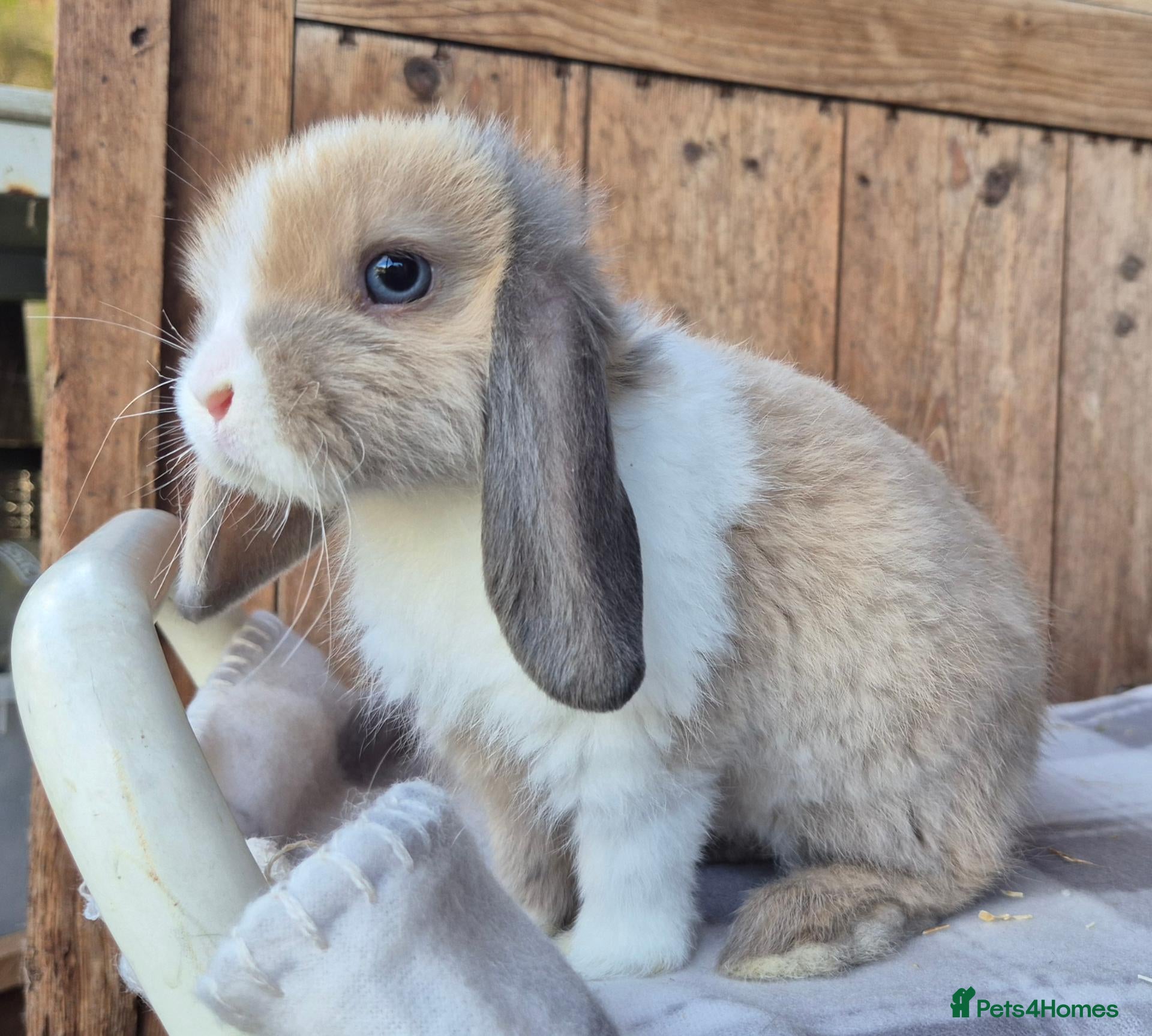 Mini Lop rabbits Mini lops ready now  - Advert 3