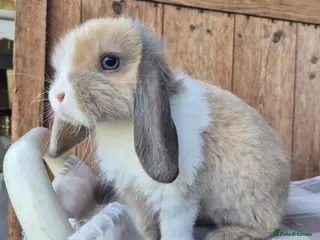 Mini Lop rabbits Mini lops ready now - Advert 3