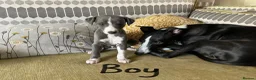 Mixed Breed dogs for sale: Whippet X Italian greyhound puppies 75%:25% in Market Drayton - Advert 4