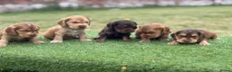 Cocker Spaniel dogs for sale: ⭐️stunning show type cocker spaniel puppies⭐️ - Advert 6