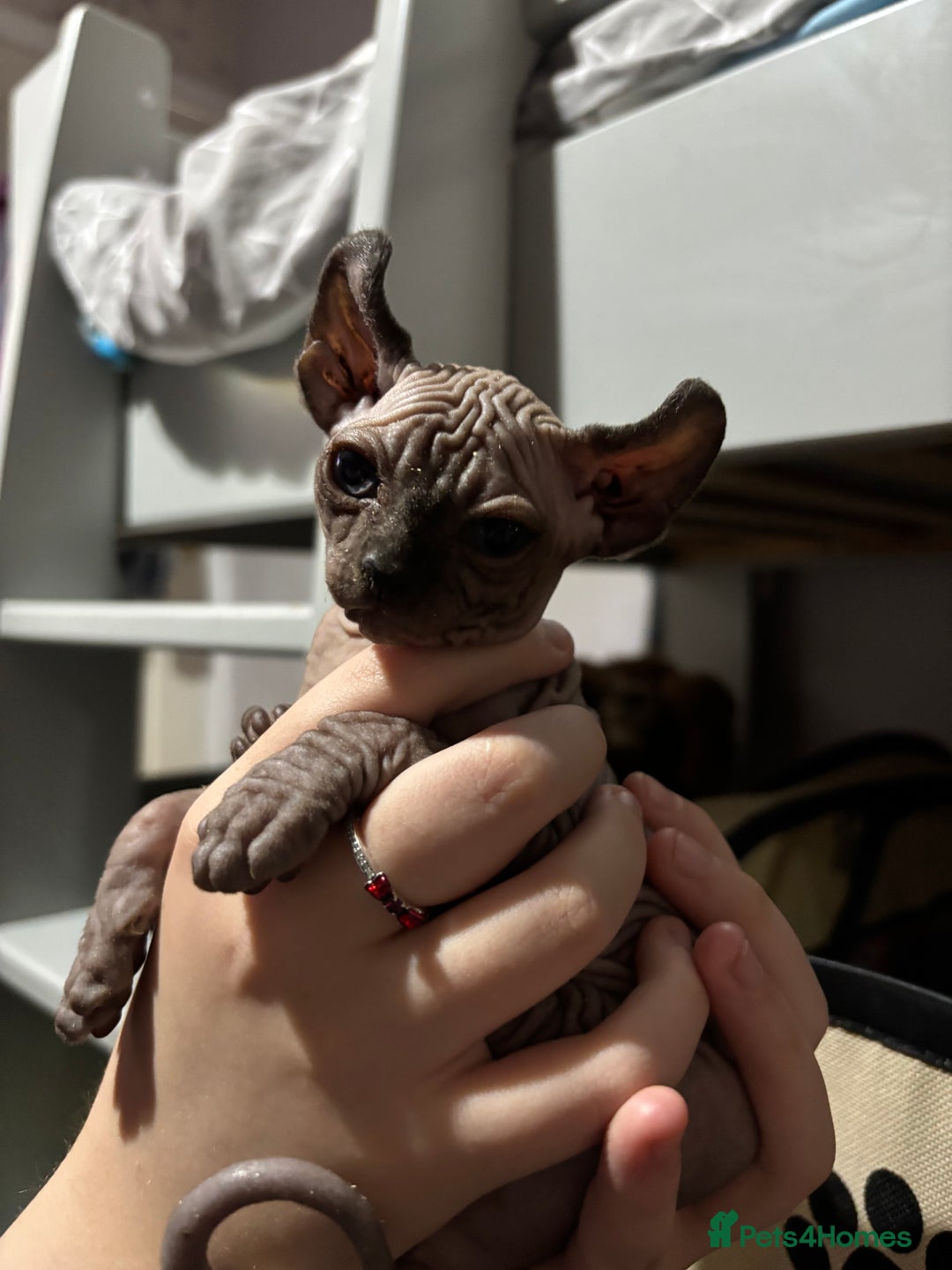 Sphynx cats for sale: male sphynx  - Image 4