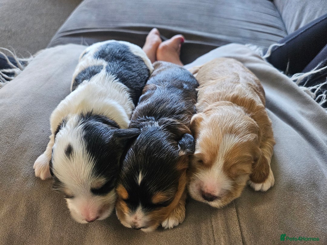 Cockapoo dogs for sale:  7 week old Cockapoos 2 girls ( both sold)  1 boy  - Image 13