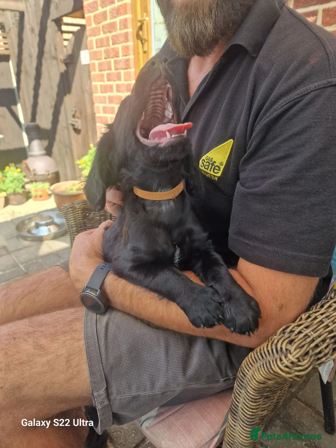 Cocker Spaniel dogs for sale: Working cocker spaniel  in Bournemouth - Advert 7