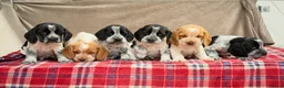 Bocker dogs for sale: STUNNING COCKER X BEAGLE PUPPIES  - Advert 16