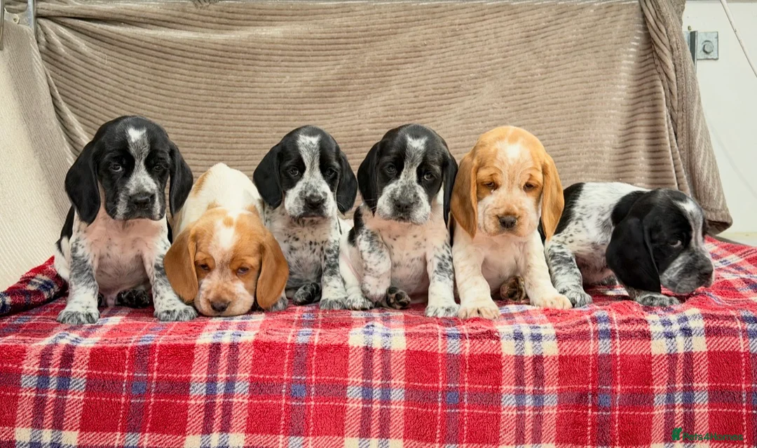 Bocker dogs for sale: STUNNING COCKER X BEAGLE PUPPIES  - Advert 16