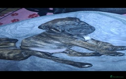 Staffordshire Bull Terrier dogs for sale: READY 7TH NOVEMBER ⭐️ 🐶 2 left ⭐️ staff pups  - Image 20