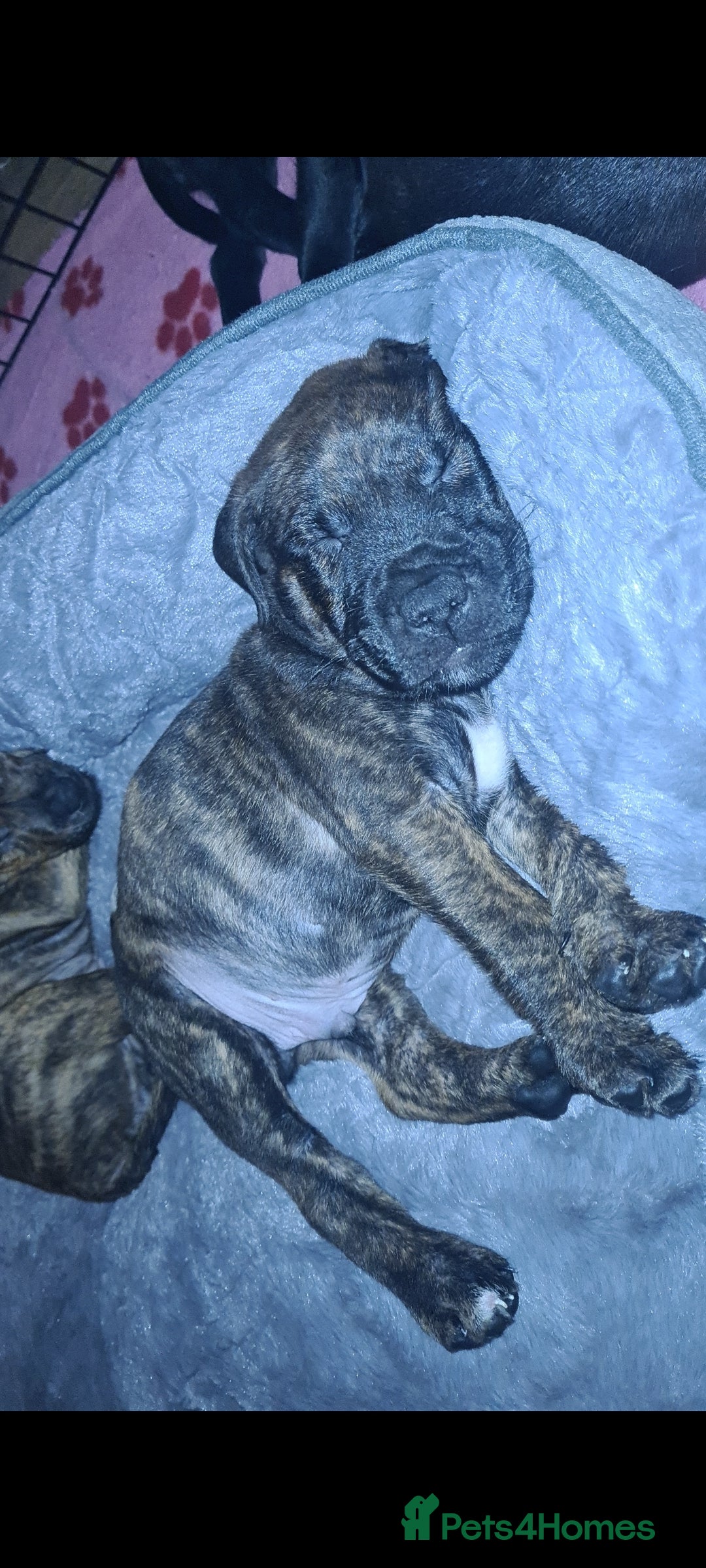 Staffordshire Bull Terrier dogs for sale: READY 7TH NOVEMBER ⭐️ 🐶 2 left ⭐️ staff pups  - Image 20